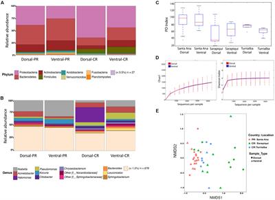 Characterization of the Skin Microbiota of the Cane Toad Rhinella cf. marina in Puerto Rico and Costa Rica